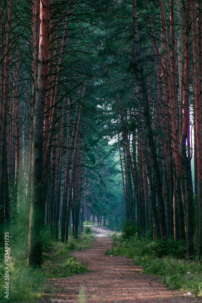 Fototapeta premium Way in deep forest– stock image