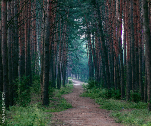 Way in deep forest    stock image