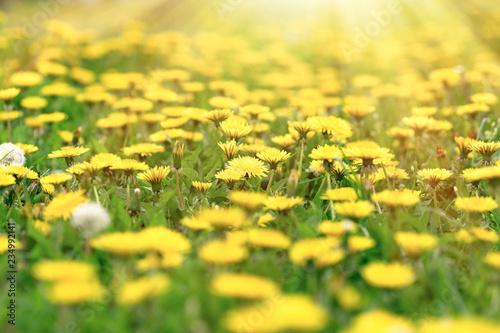 Fototapeta Naklejka Na Ścianę i Meble -  Fllowering, blooming dandelin flowers in meadow, beautiful nature in spring