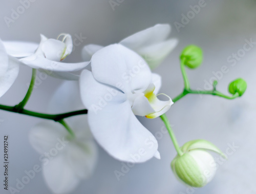White blooming orchid on a light gray background	
