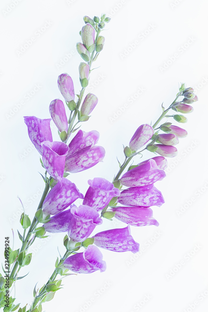 Obraz premium Foxgloves fioletowa ona lightbox i białe tło
