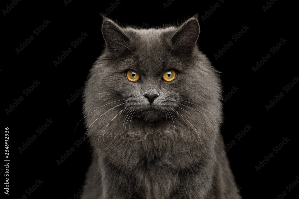 Portrait of Furry Gray Cat Gazing on Isolated Black Background, front view