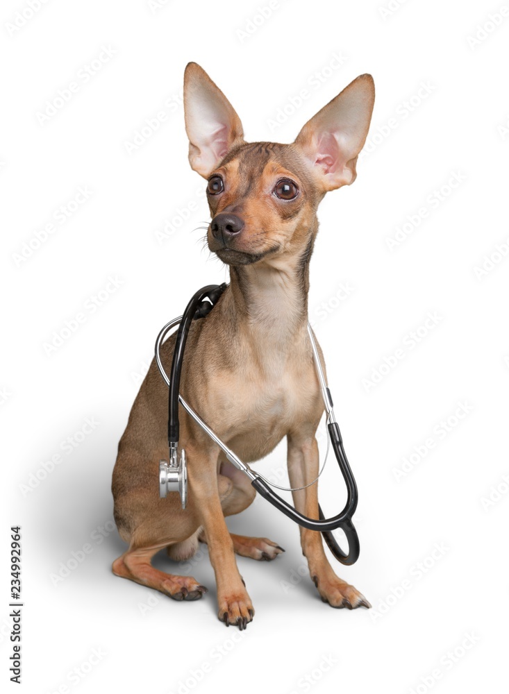 Chihuahua with a Stethoscope Chihuahua with a Stethoscope