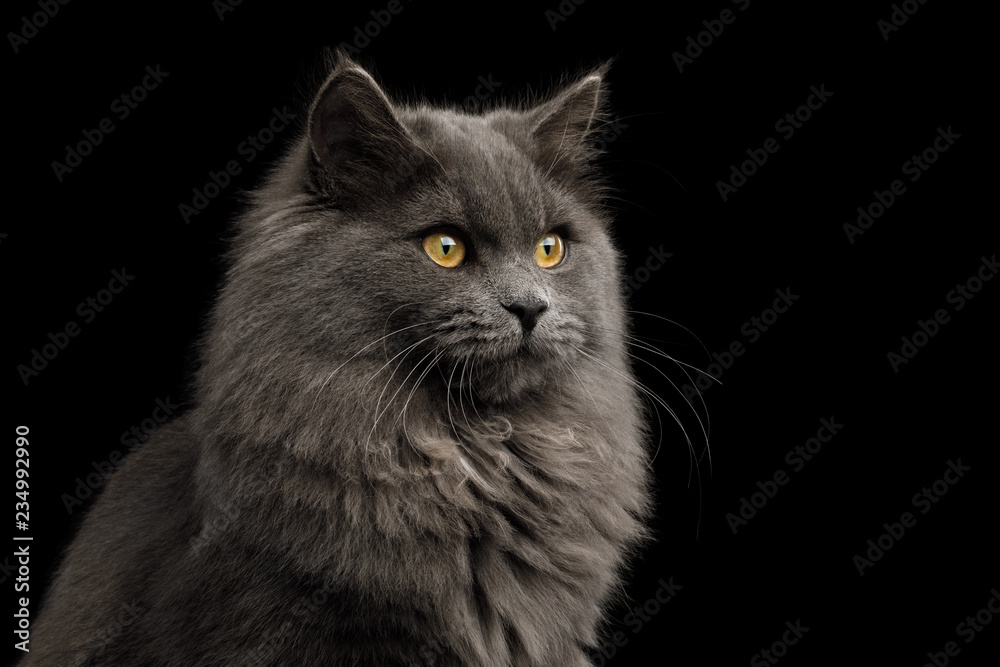 Portrait of Gray Cat with furry breast Gazing on Isolated Black Background Portrait of Gray Cat with furry breast Gazing on Isolated Black Background