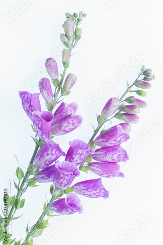 Foxgloves purple ona lightbox and white background 