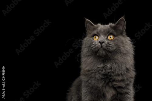 Fototapeta Naklejka Na Ścianę i Meble -  Portrait of Gray Cat Stare up on Isolated Black Background, front view