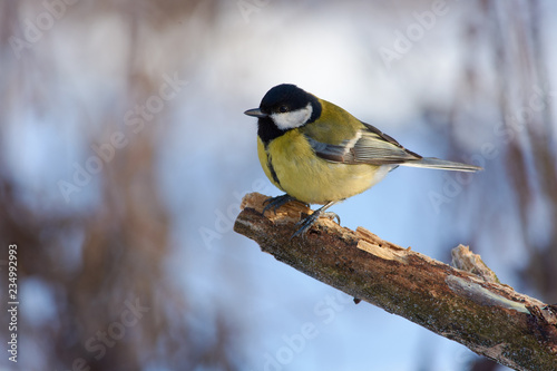 Great tit sits on a thick branch in the forest park.