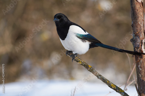 Eurasian magpie sits on a branch covered with lichen on the background of a forest park. © ihelg