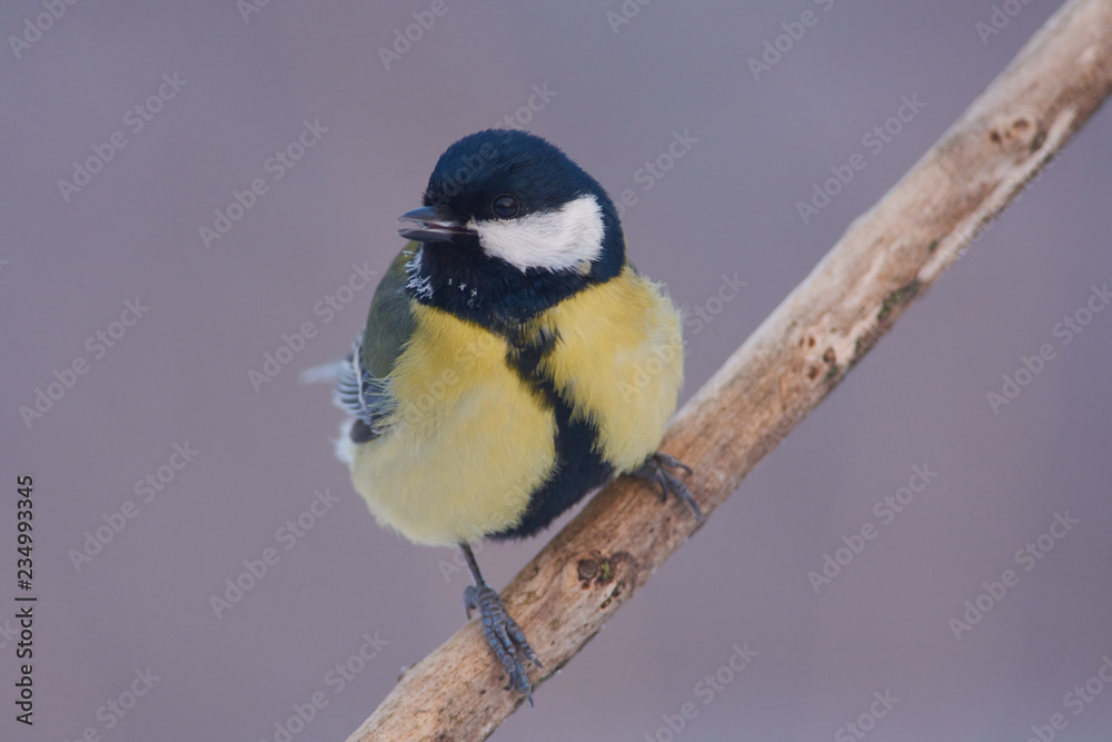 Great tit sits on a branch with an open beak in a forest park (foggy spring morning).