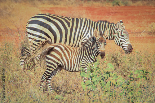 Portraits of African zebras. Tsavo National Park  Kenya