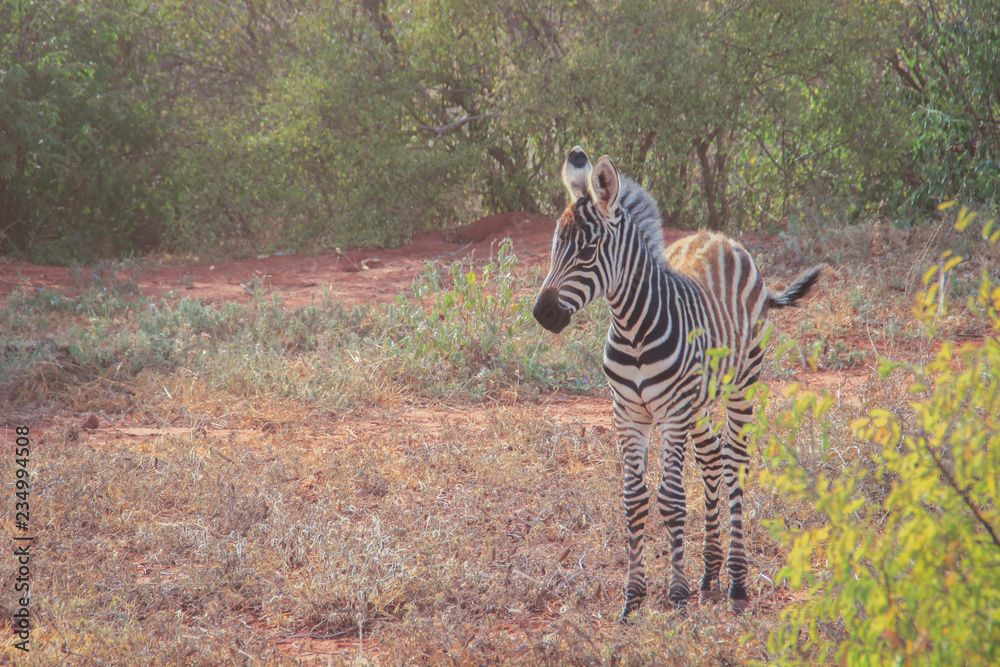 Fototapeta premium Little zebra grazes in the savanna of Tsavo National Park, Kenya