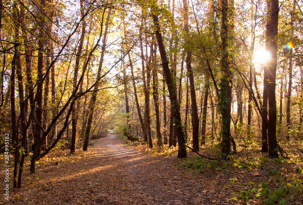 Fototapeta premium Landscape golden autumn forest