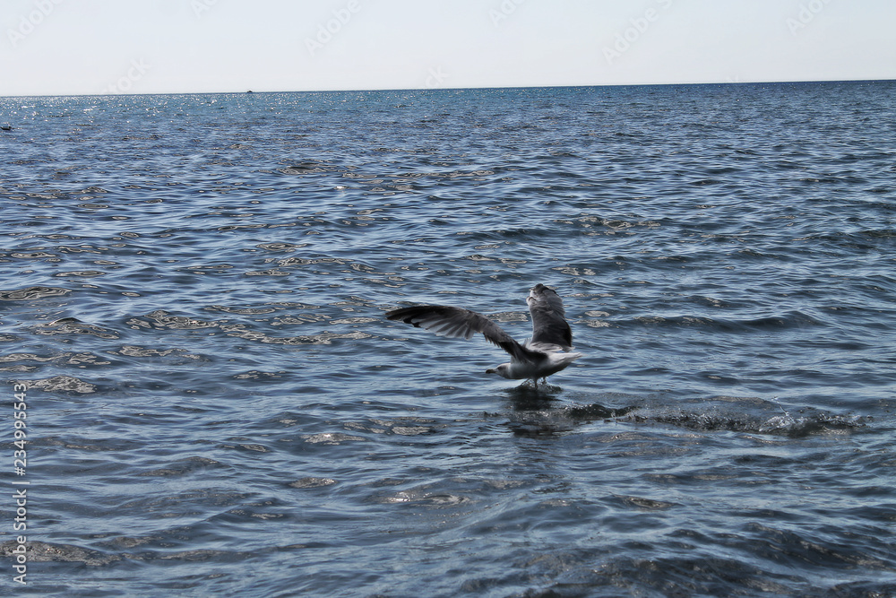 Naklejka premium seagull in flight