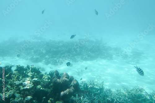 tropical water underwater fish wild