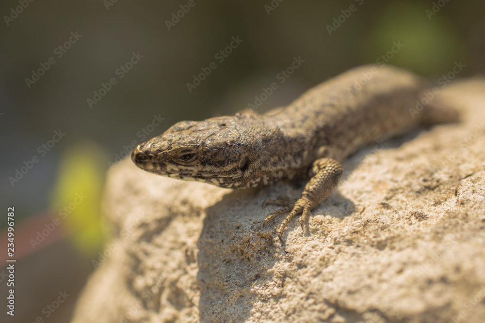 The sand lizard (Lacerta agilis) is a lacertid lizard. An old lizard resting on a rock on a Sunny day. The wise reptile, enjoy the passing life. The sand lizard (Lacerta agilis) is a lacertid lizard. An old lizard resting on a rock on a Sunny day. The wise reptile, enjoy the passing life.