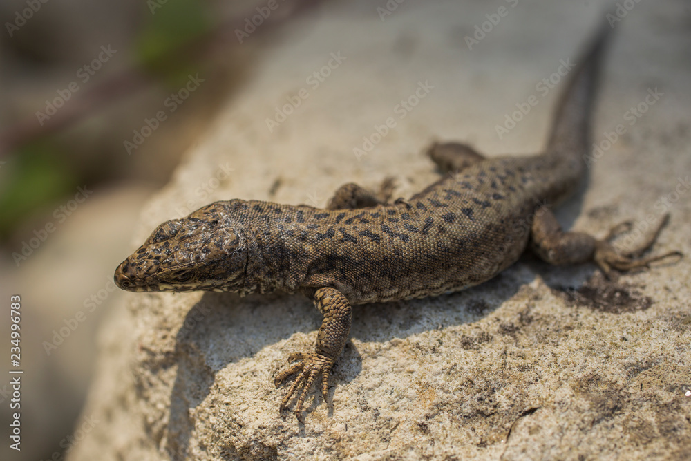 The sand lizard (Lacerta agilis) is a lacertid lizard. An old lizard resting on a rock on a Sunny day. The wise reptile, enjoy the passing life. The sand lizard (Lacerta agilis) is a lacertid lizard. An old lizard resting on a rock on a Sunny day. The wise reptile, enjoy the passing life.