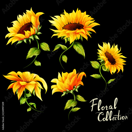 Flowers. Floral collection. Set of five sunflowers isolated on black. Hand drawn. vector - stock.