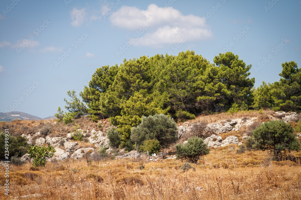 Baum Baum