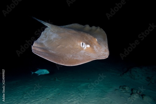 Pink whipray (Himantura fai) swim over sandy bottom in the night, Indian Ocean, Maldives, Asia photo