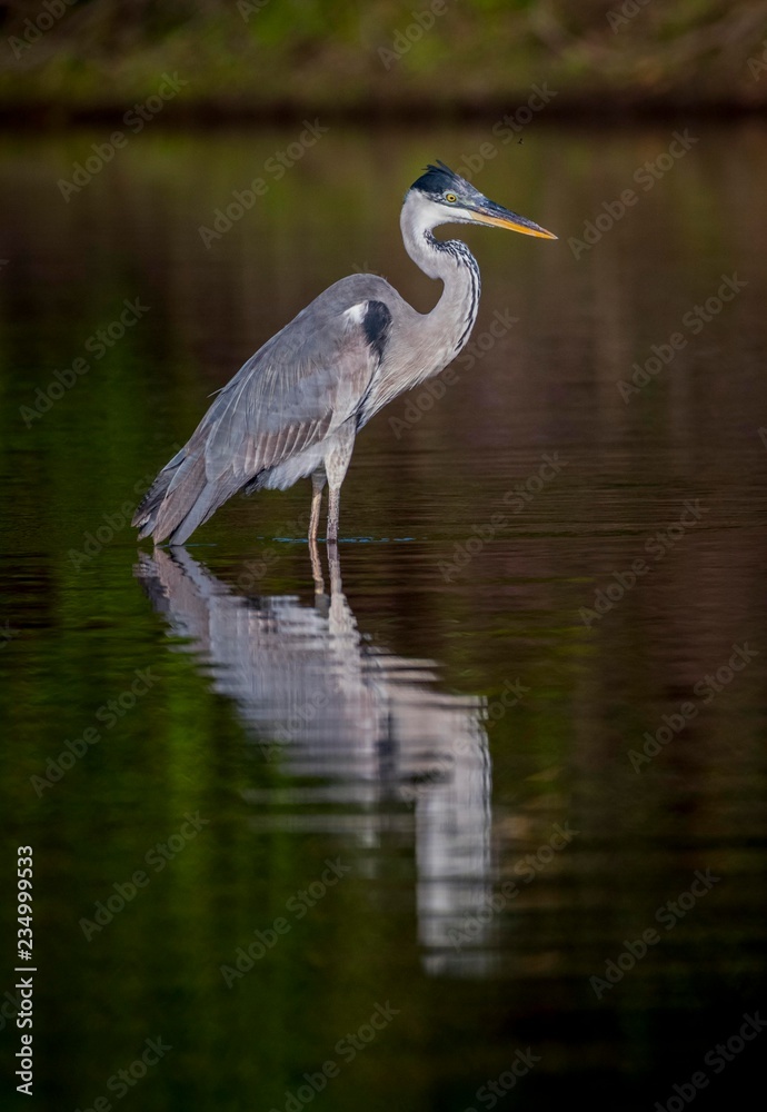 Cocoi heron (Ardea cocoi) standing in water, water reflection, Pantanal, Mato Grosso do Sul, Brazil, South America Cocoi heron (Ardea cocoi) standing in water, water reflection, Pantanal, Mato Grosso do Sul, Brazil, South America