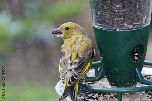 Close up of a greenfinch (chloris chloris) feeding on a bird feeder photo