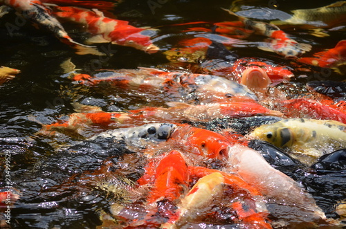 koi fish in pond