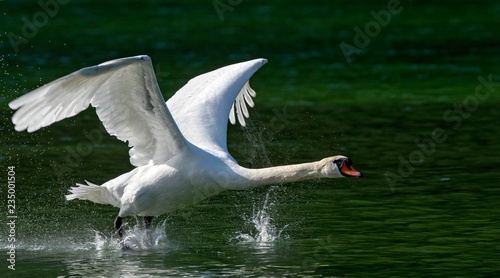 Mute swan (Cygnus olor), male starting from the water, Reintaler See, Tyrol, Austria, Europe