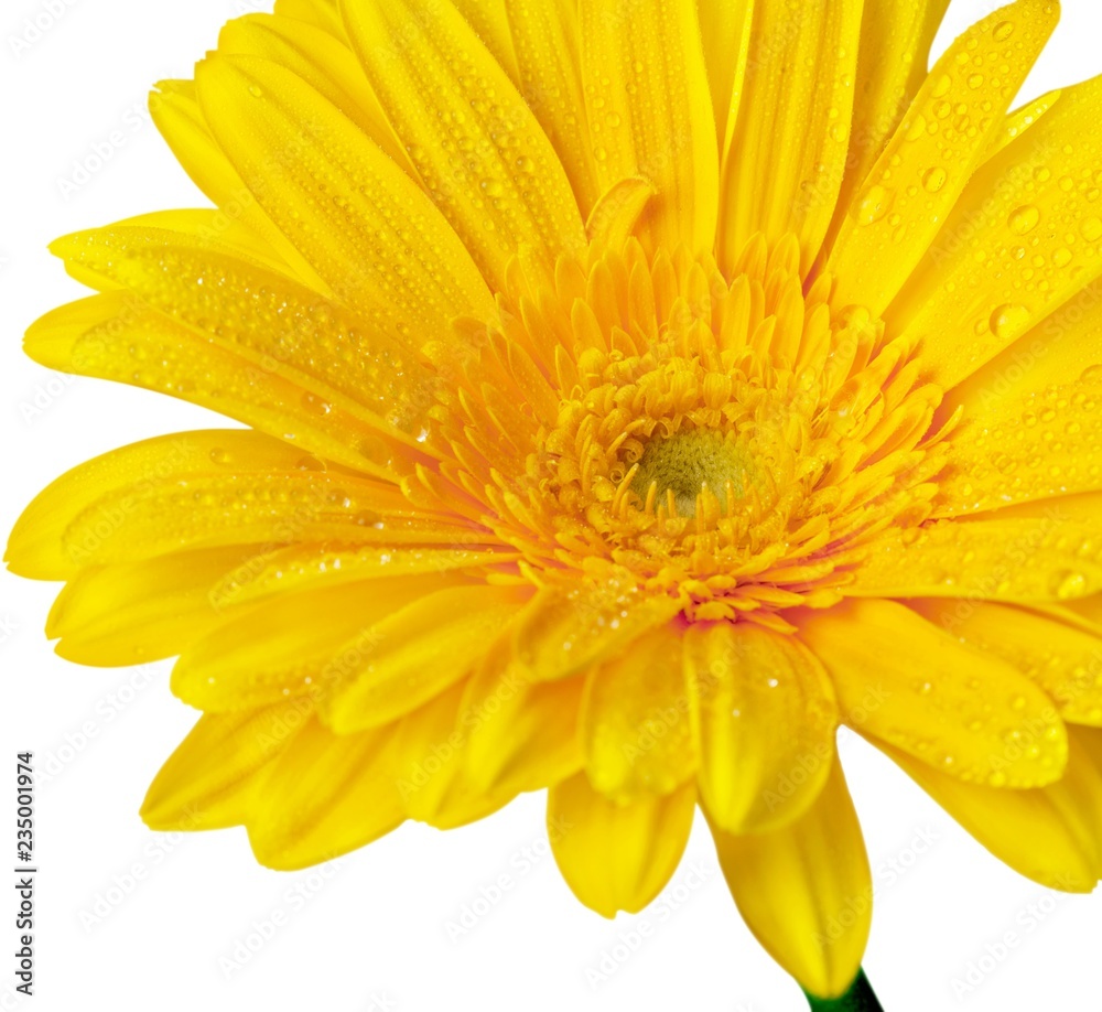 Obraz premium Yellow Gerbera Daisy with Water Drops