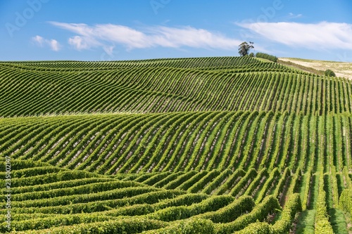 Vineyards, Marlborough Region, South Island, New Zealand, Oceania photo