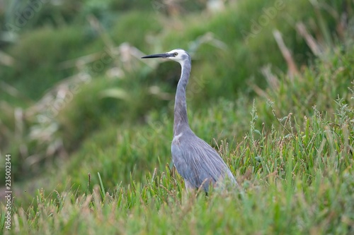 White-faced Heron (Egretta novaehollandiae), Muriwai Beach, North Island, New Zealand, Oceania photo