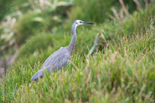 White-faced Heron (Egretta novaehollandiae), Muriwai Beach, North Island, New Zealand, Oceania photo