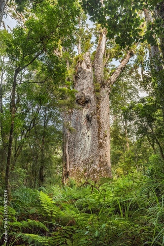 Te Matua Ngahere, father of the forest, very old and big Agathis australis (Agathis australis), Waipoua Forest, Northland, North Island, New Zealand, Oceania photo