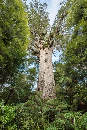 Tane Mahuta, Lord of the Forest, largest Agathis australis (Agathis australis), Waipoua Forest, Northland, North Island, New Zealand, Oceania photo