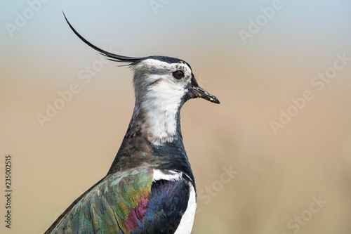 Northern lapwing (Vanellus vanellus), animal portrait, national park Lake Neusiedl, Burgenland, Austria, Europe