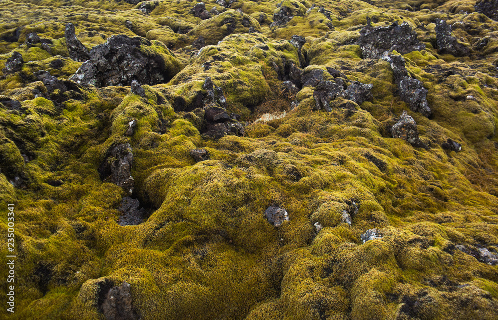 Grass on rocks landscape