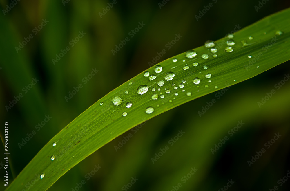 Green Grass Blade with Water Drops on Surface Green Grass Blade with Water Drops on Surface