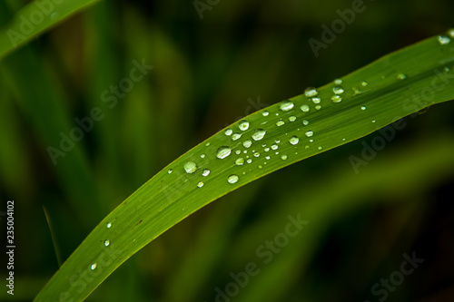 Green Grass Blade with Water Drops on Surface