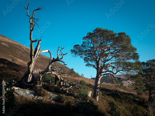Winter sunset highlighing trees - Cairngorm National Park