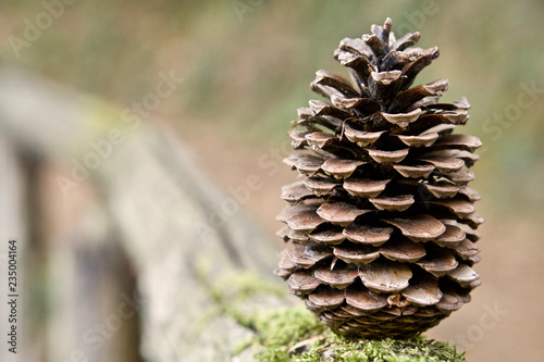 Pine Cone standing in a wood fence  close up shallow depth of field