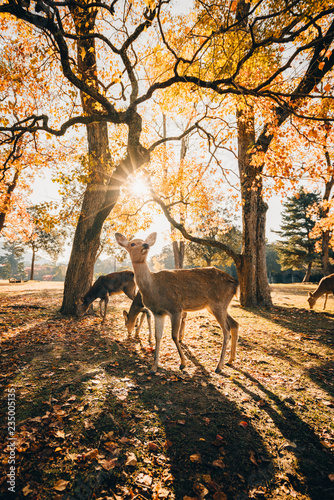 Sika deer grazing in autumn forest, Nara, Japan