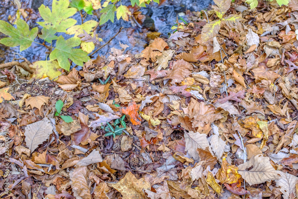 autumn leaves on the ground next to a stream