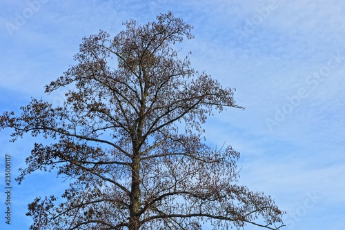 the top of a large dry gray tree against the sky and clouds