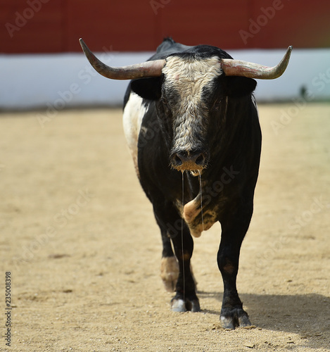 toro en españa