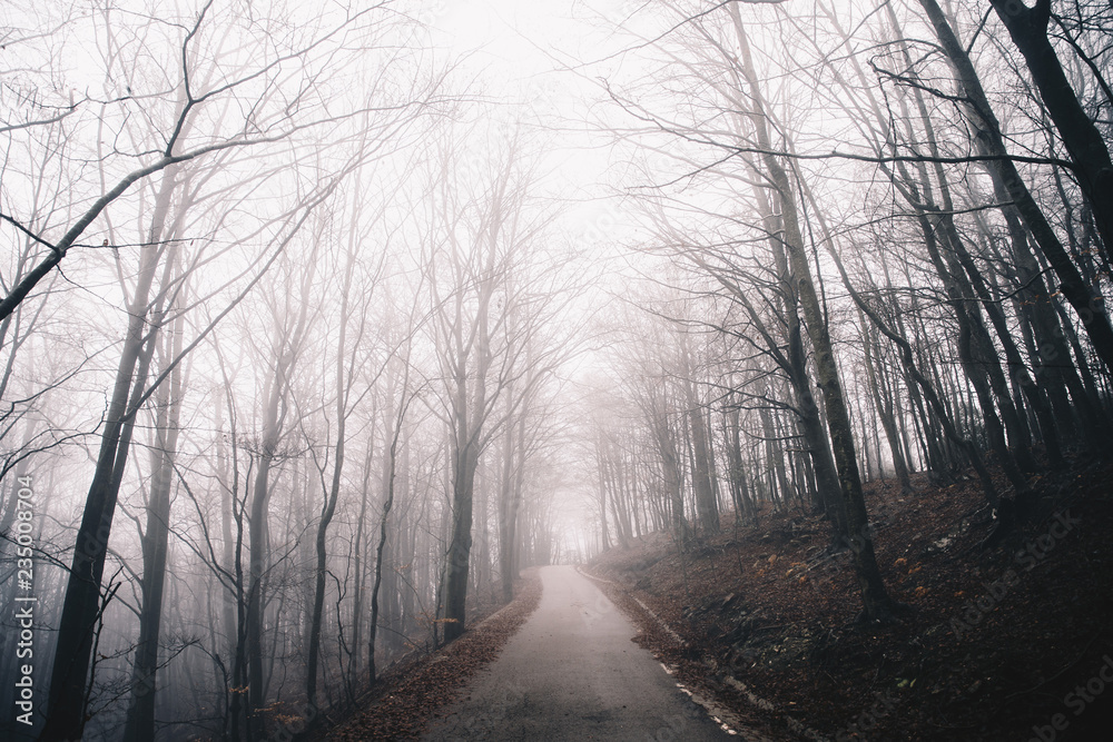 Naklejka premium Foggy road background