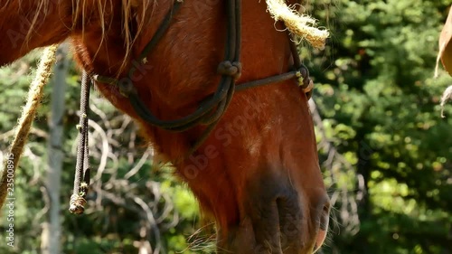Close up shot of a brown pack horse's head napping in the sun (Cariboo-Chilcotin, BC, Canada)