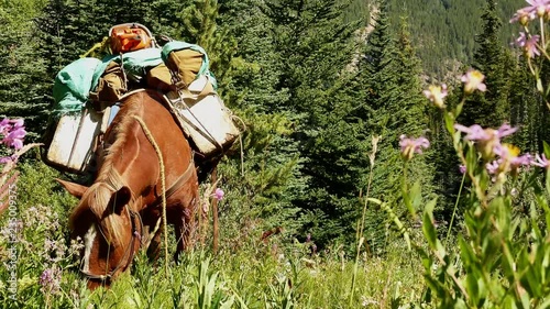 A brown pack horse grazing in an alpine meadow with fireweeds blooming (Cariboo-Chilcotin, BC, Canada)