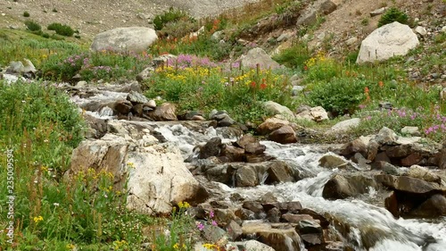 Fast running creek framed by colorful alpine wild flowers (Chilcotins, BC, Canada).