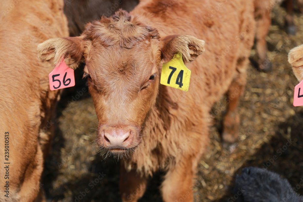 Fototapeta premium Brown baby calf 