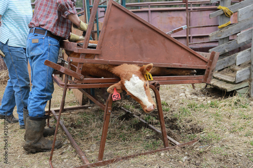 Branding a calf 2