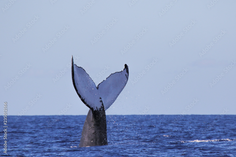 Fototapeta premium Close-up Humback Fluke